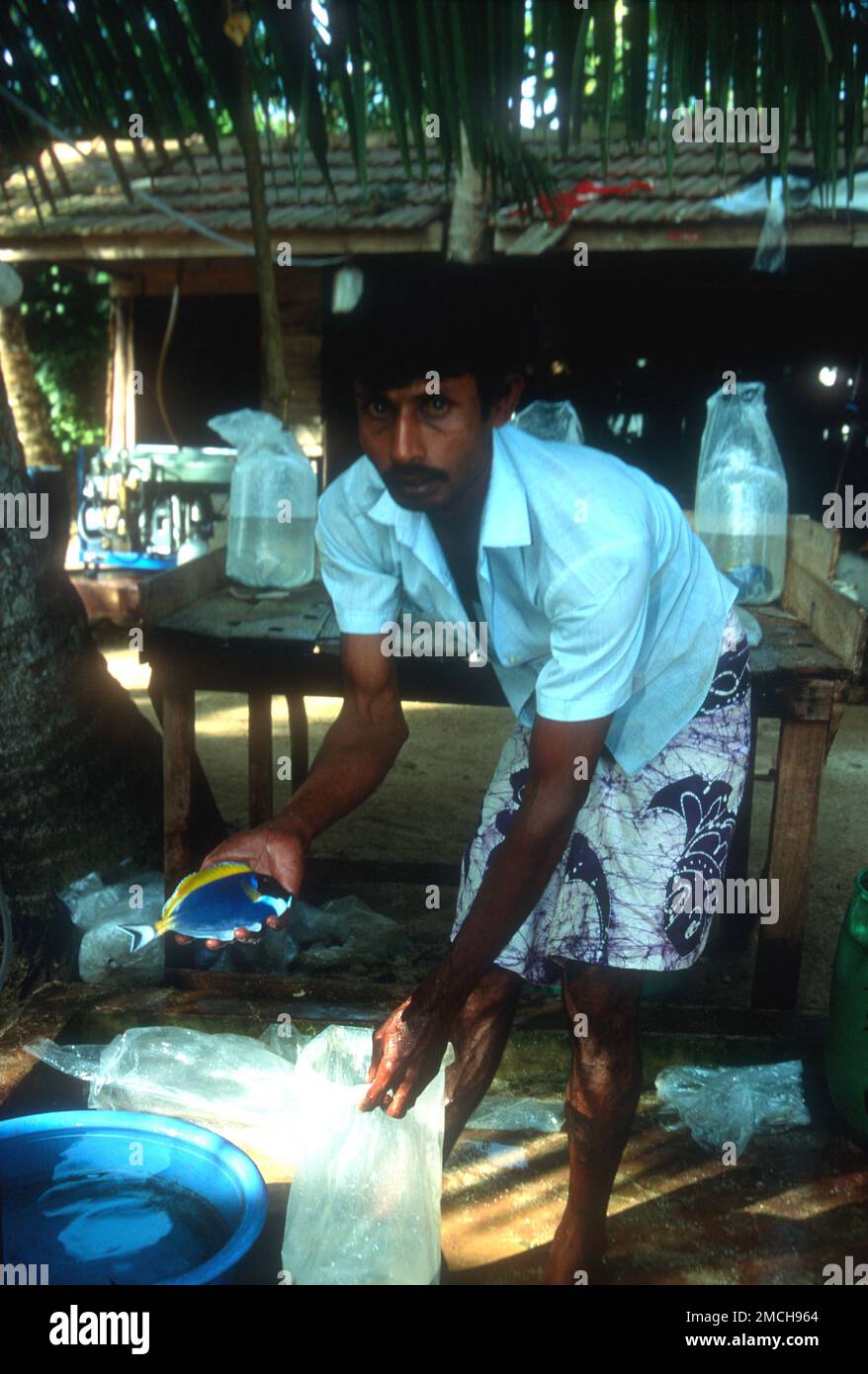 Man with captured tropical fish for sale to hotel aquariums in Sri