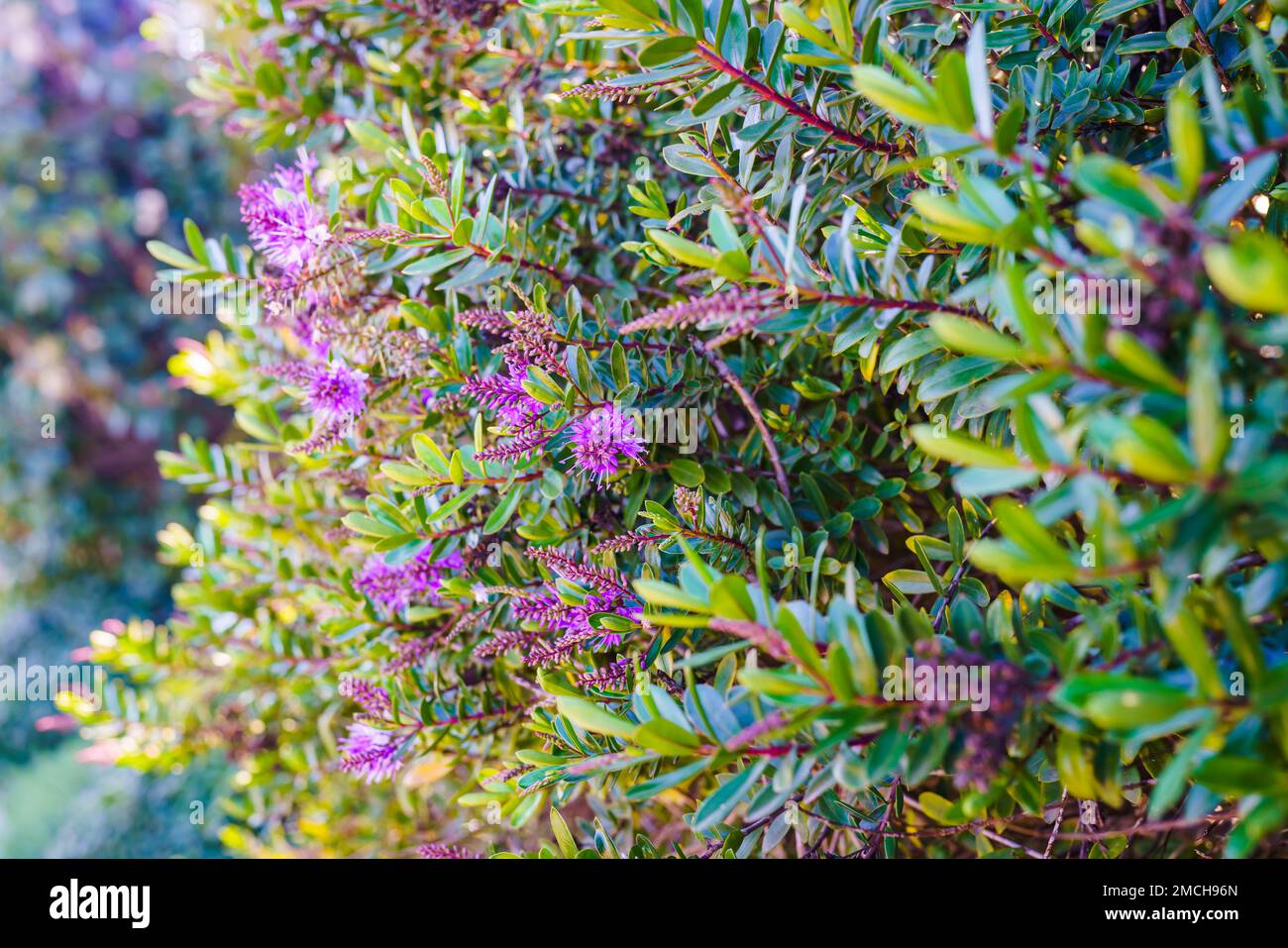 The shrub veronica or hebe plant, ornamental plant with beautiful pink-purple flowers, close-up in the garden in sunny day Stock Photo
