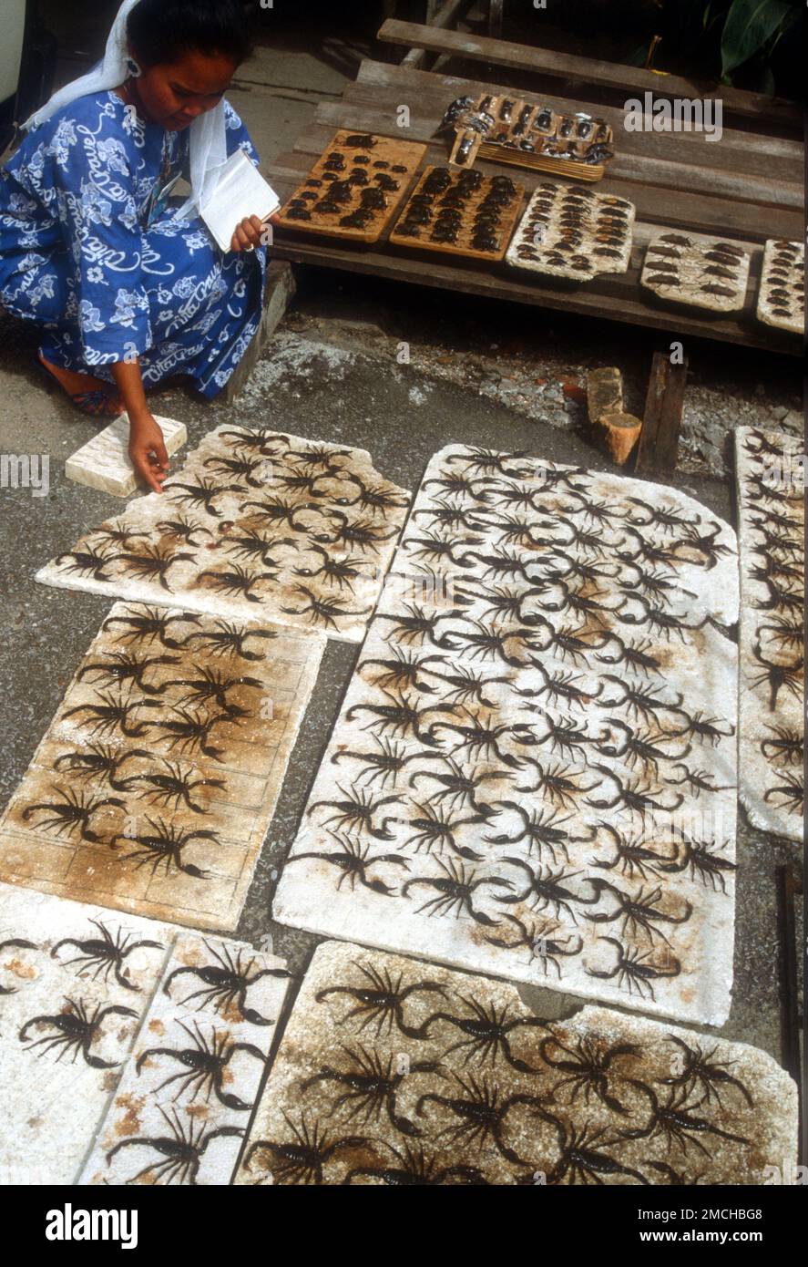 Dead Malaysian forest scorpions for framing and sale to tourists Stock Photo