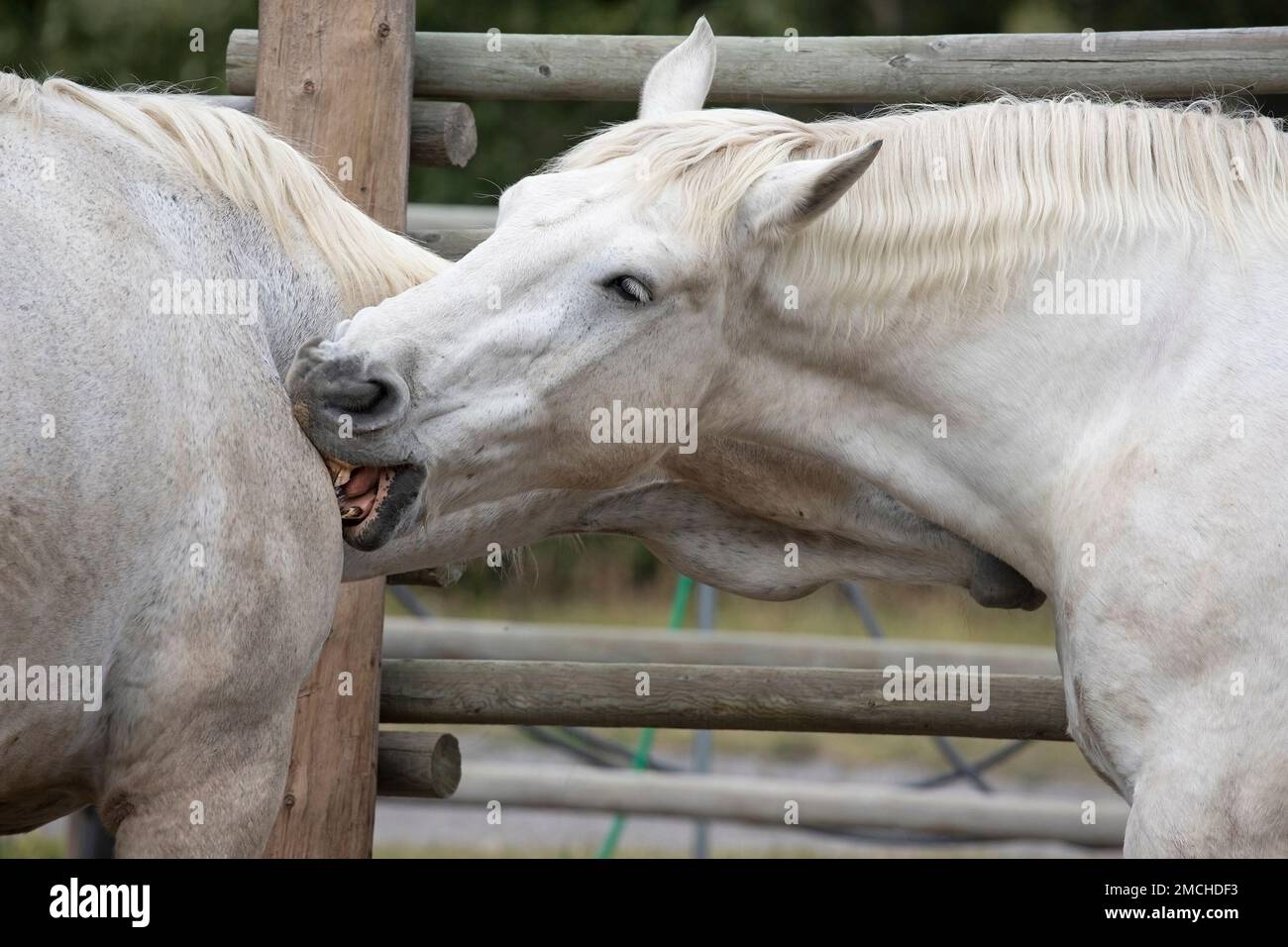 Percheron draft horses mutual grooming by scratching each other on the shoulder with their teeth. Bar U Ranch National Historic Site, Alberta, Canada Stock Photo