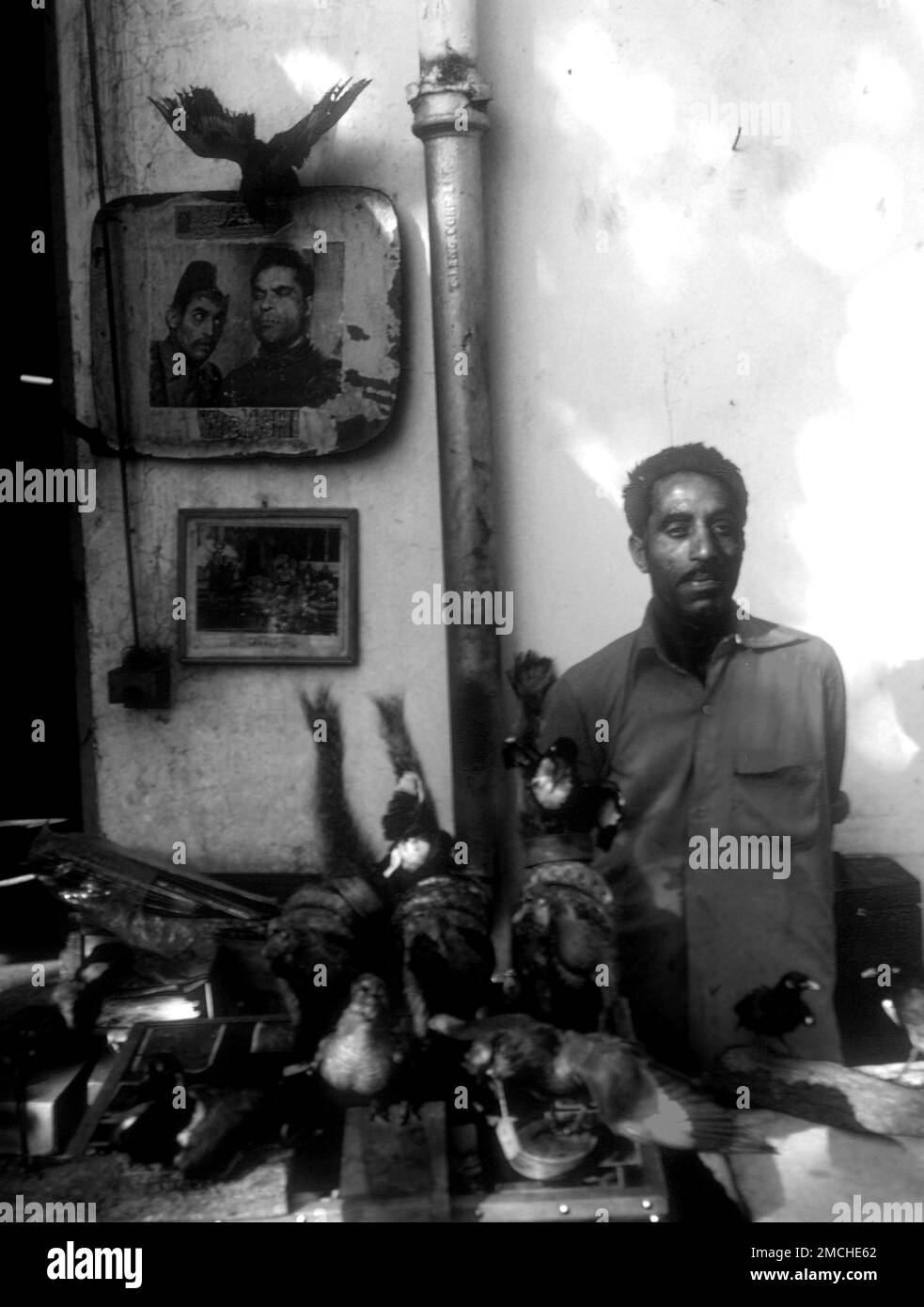 Shop selling stuffed wildlife in Lahore, Pakistan 1983 Stock Photo