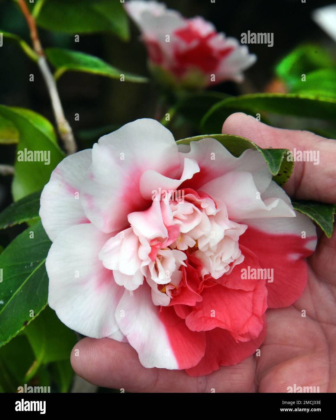 PRODUCTION - 21 January 2023, Saxony, Roßwein: In the camellia house in Wolfstal, the camellia Collettii shows its white-red flowers. At present, the greenhouse, which is looked after by members of the Heimatverein Roßwein e.V., is also home to the white blooms of the over 200-year-old camellia 'Alba plena'. The 6.50-meter-high plant, also known as the Tea Rose of Winter with its double flowers up to 10 centimeters in size, is said to have been planted in the 18th century by Count von Einsiedel at Gersdorf near Roßwein. The botanical rarity is after the famous Pillnitz camellia the second olde Stock Photo