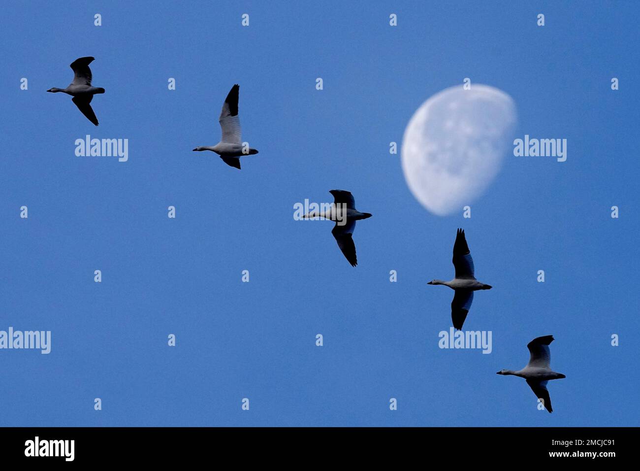 Snow geese fly past the moon at Loess Bluffs National Wildlife Refuge