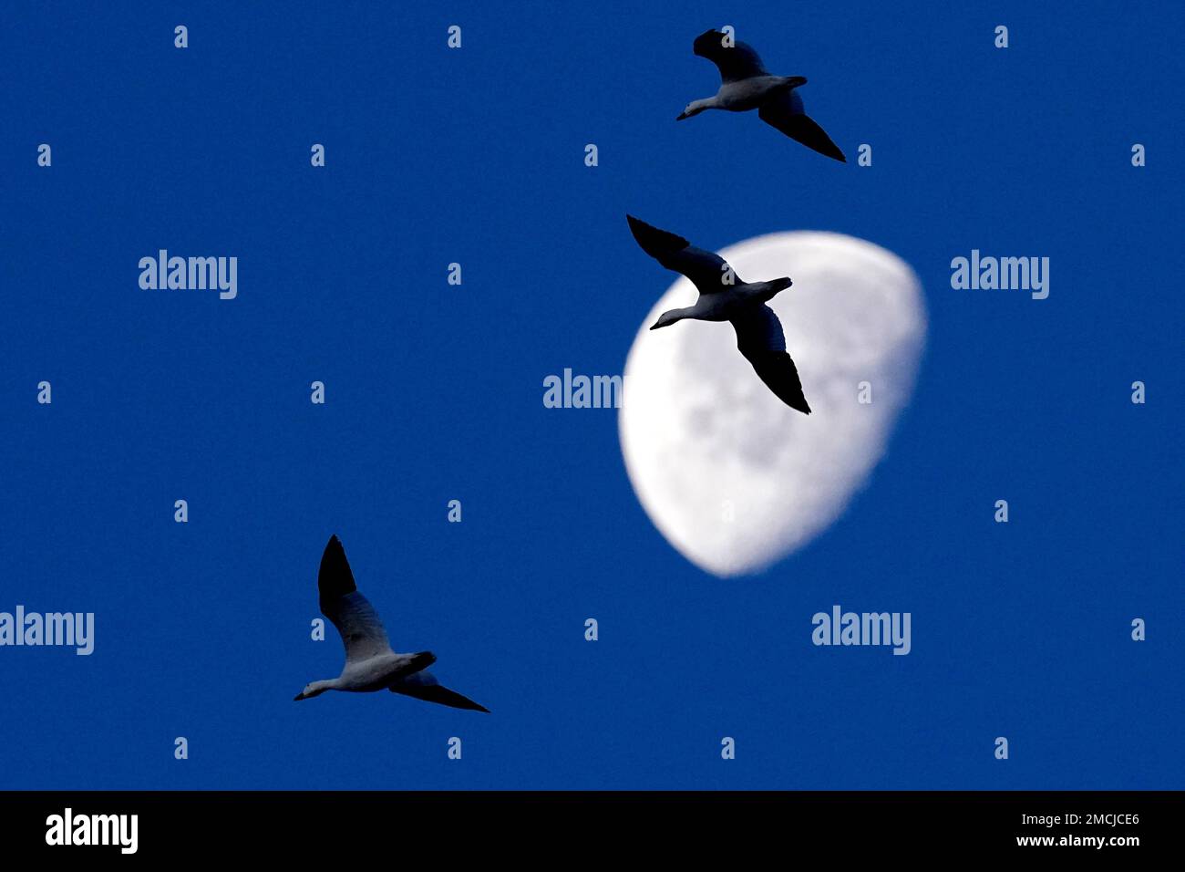Snow geese fly with the moon in the background at Loess Bluffs National
