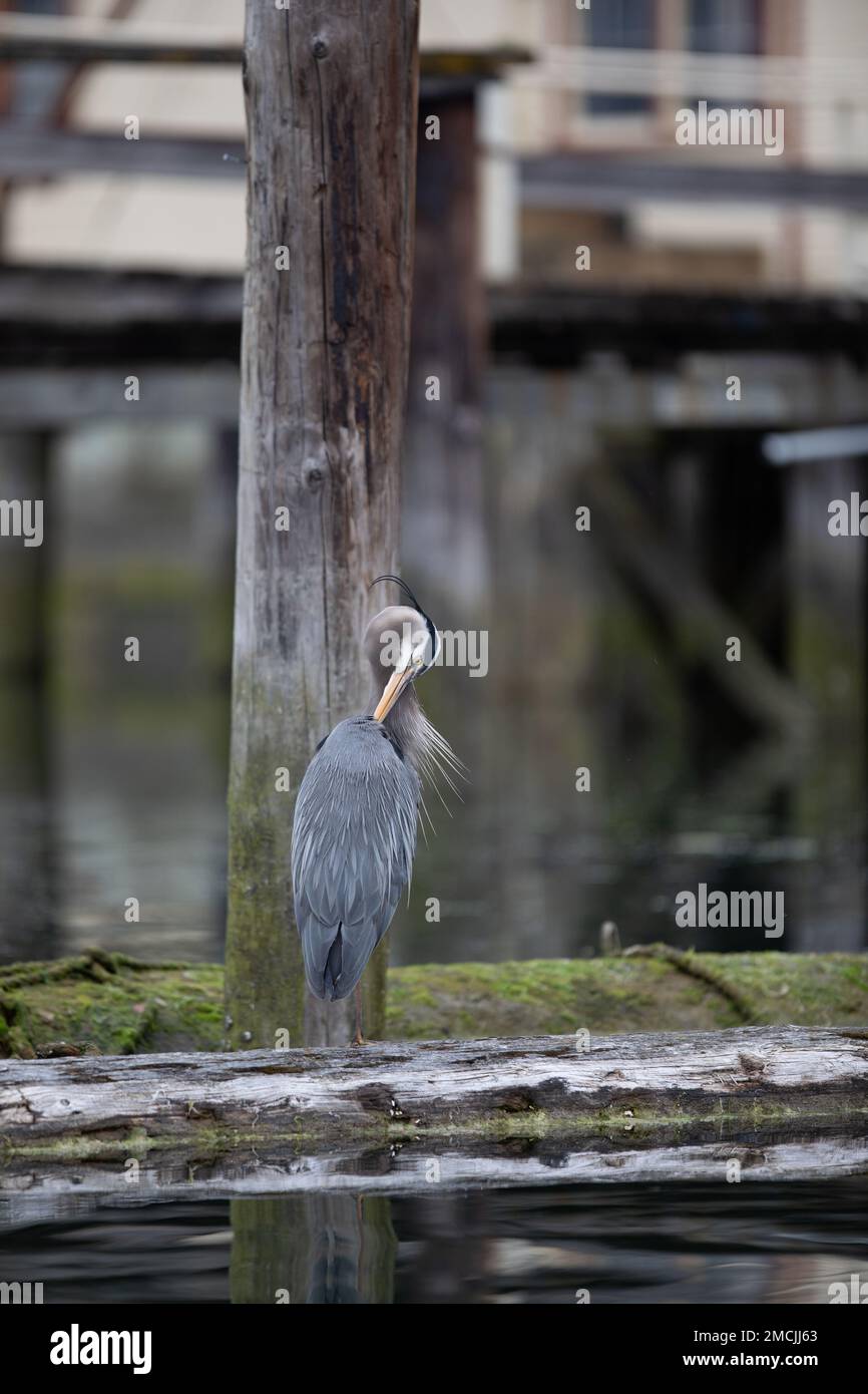 Great Blue Heron preening and cleaning its feathers while standing on a