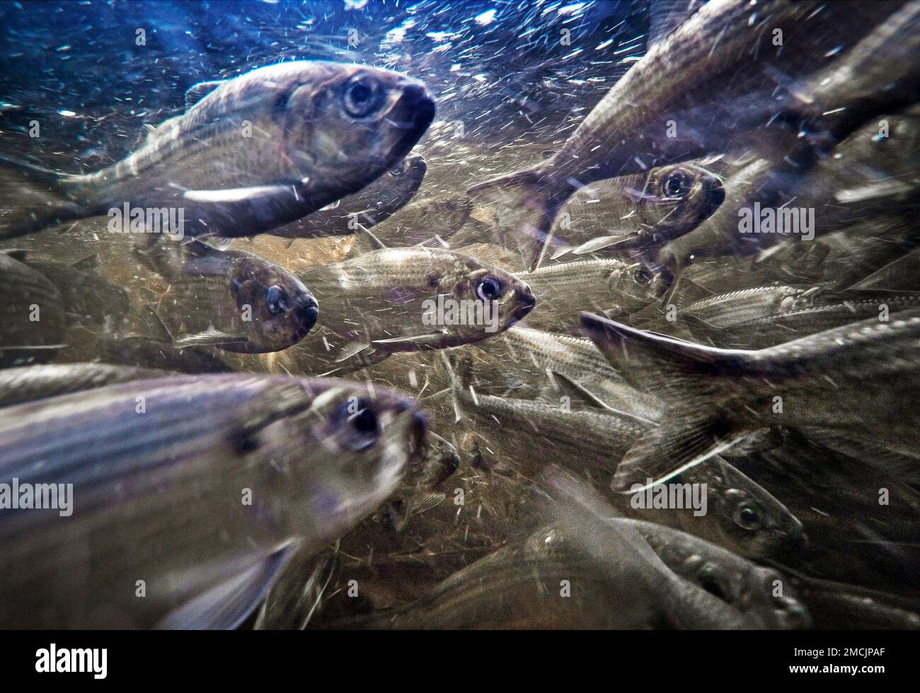 River herring, also known as alewives, swim in a stream on May 16, 2021, in Franklin, Maine. The