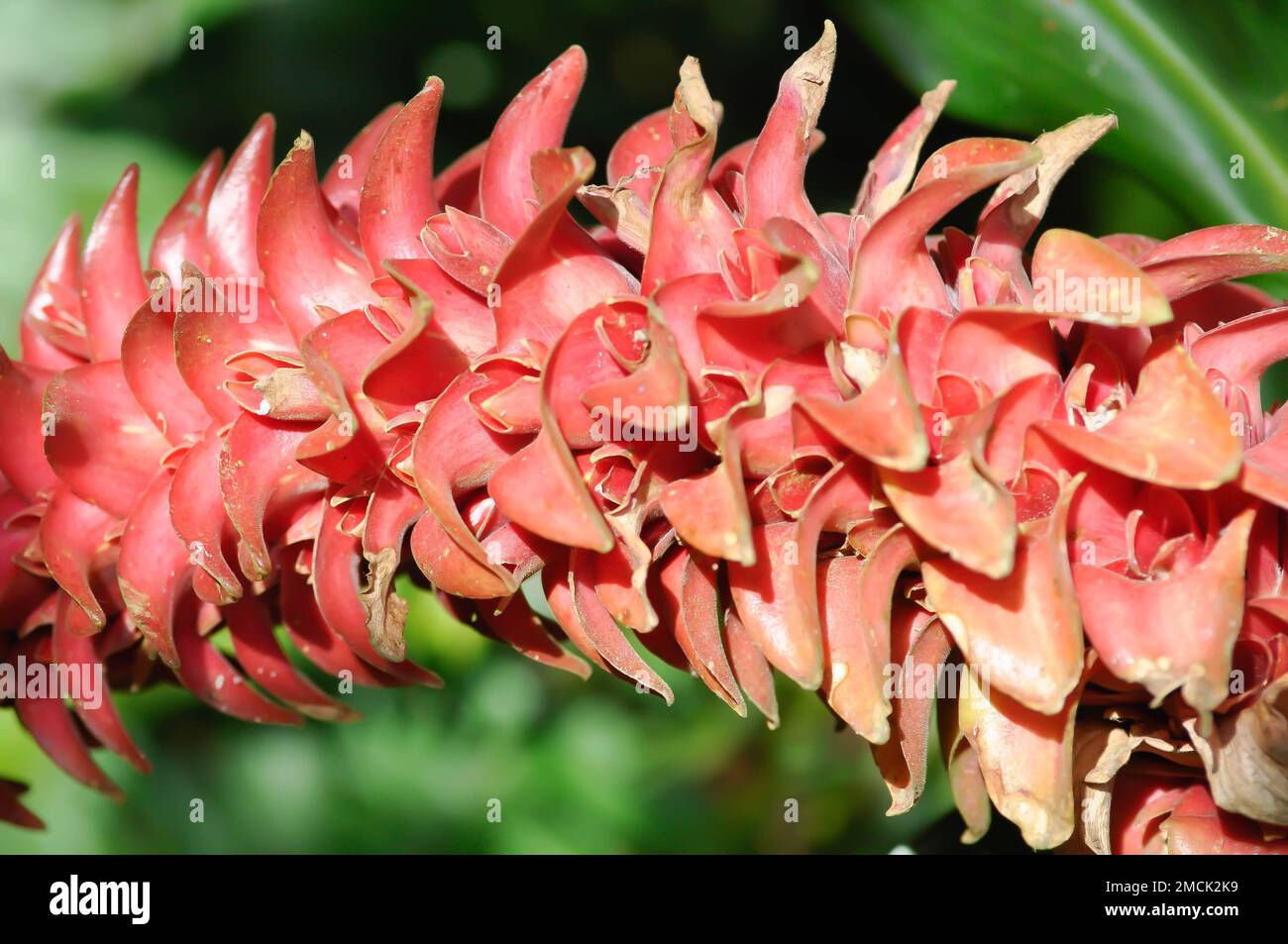 costus barbatus, red tower ginger or spiral ginger or Costaceae or red flowers Stock Photo