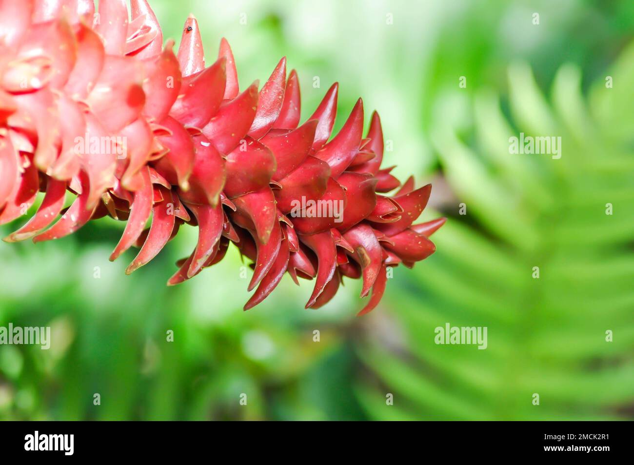 costus barbatus, red tower ginger or spiral ginger or Costaceae or red flowers Stock Photo