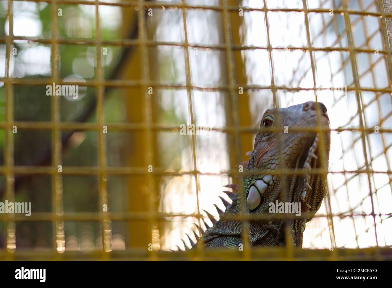 Selective focus on Green iguana eye in the cage at the park. Stock Photo