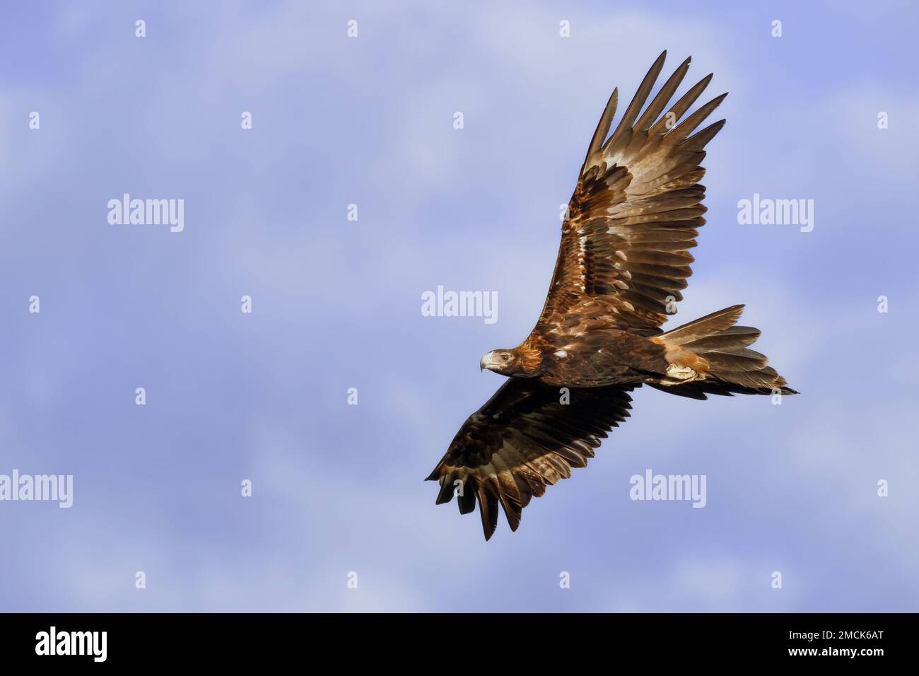 Wedge-tailed Eagle (Aquila audax) in flight against a blue sky. Bogangar, NSW, Australia. Stock Photo