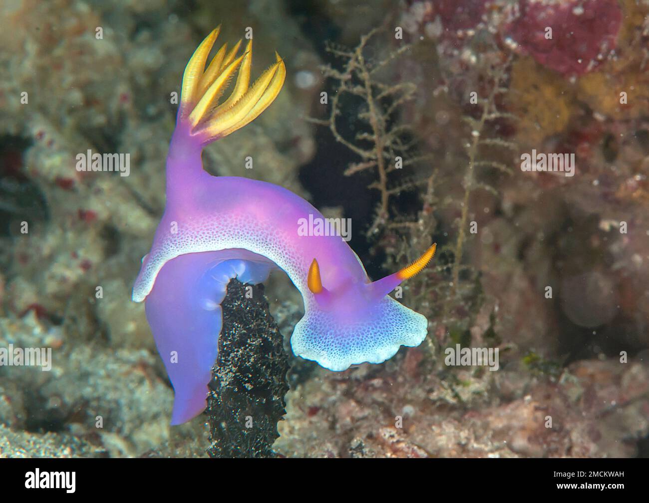 Colorful purple  nudibranch crawls on  hard-coral Stock Photo