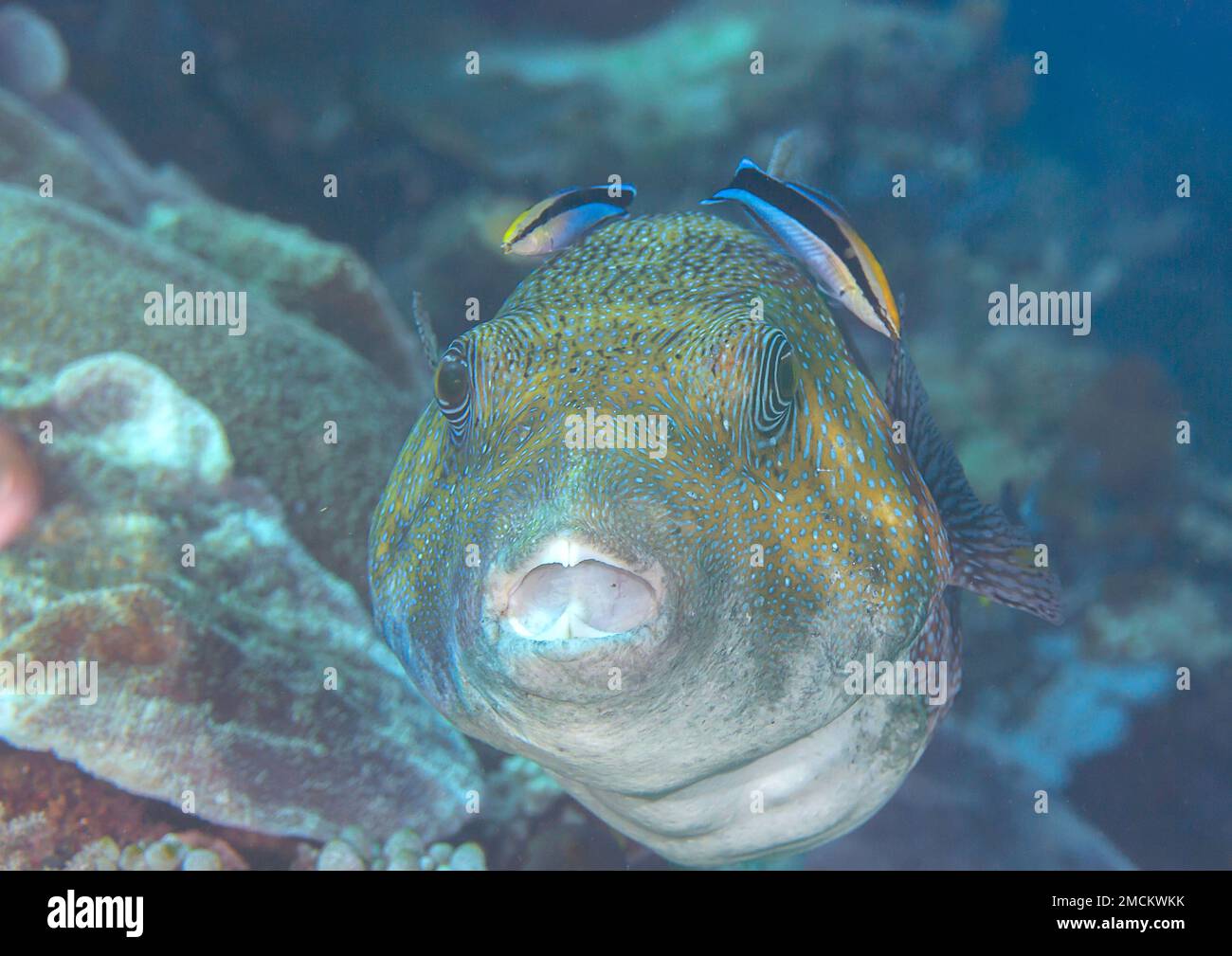 Giant Puffer fish (Arothron stellatus)  with  bluestreak cleaner wrasse at cleaning station on underwater coral reef of Bali Stock Photo