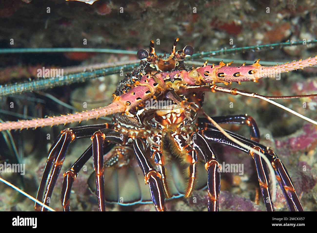 Spiny lobster crawls on coral of Bali Stock Photo