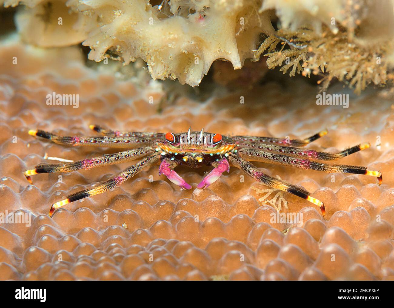 Flat rock crab , Percnon planissimum rests on coral of Bali Stock Photo