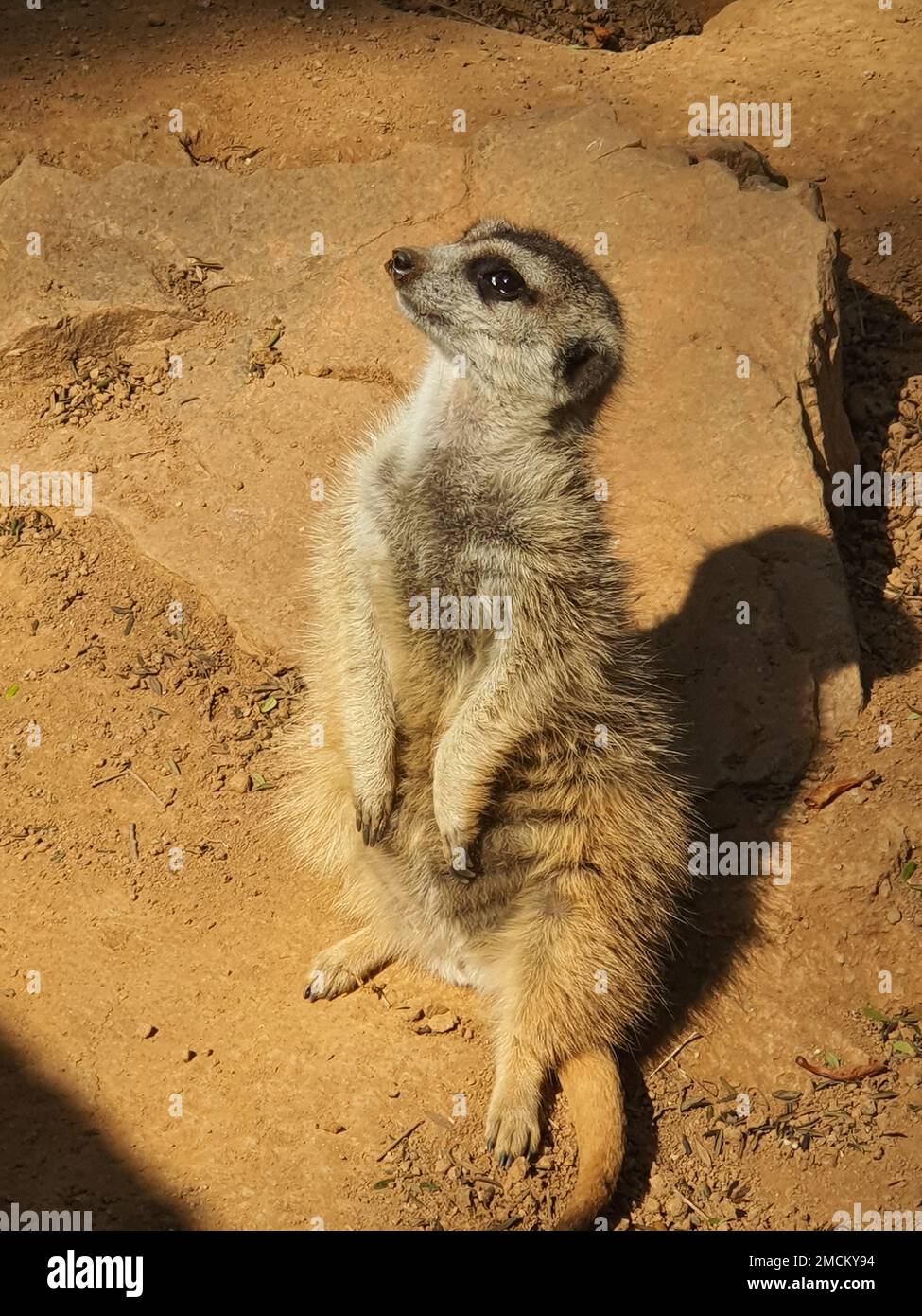 A vertical closeup shot of a furry Meerkat standing and looking up in a ...