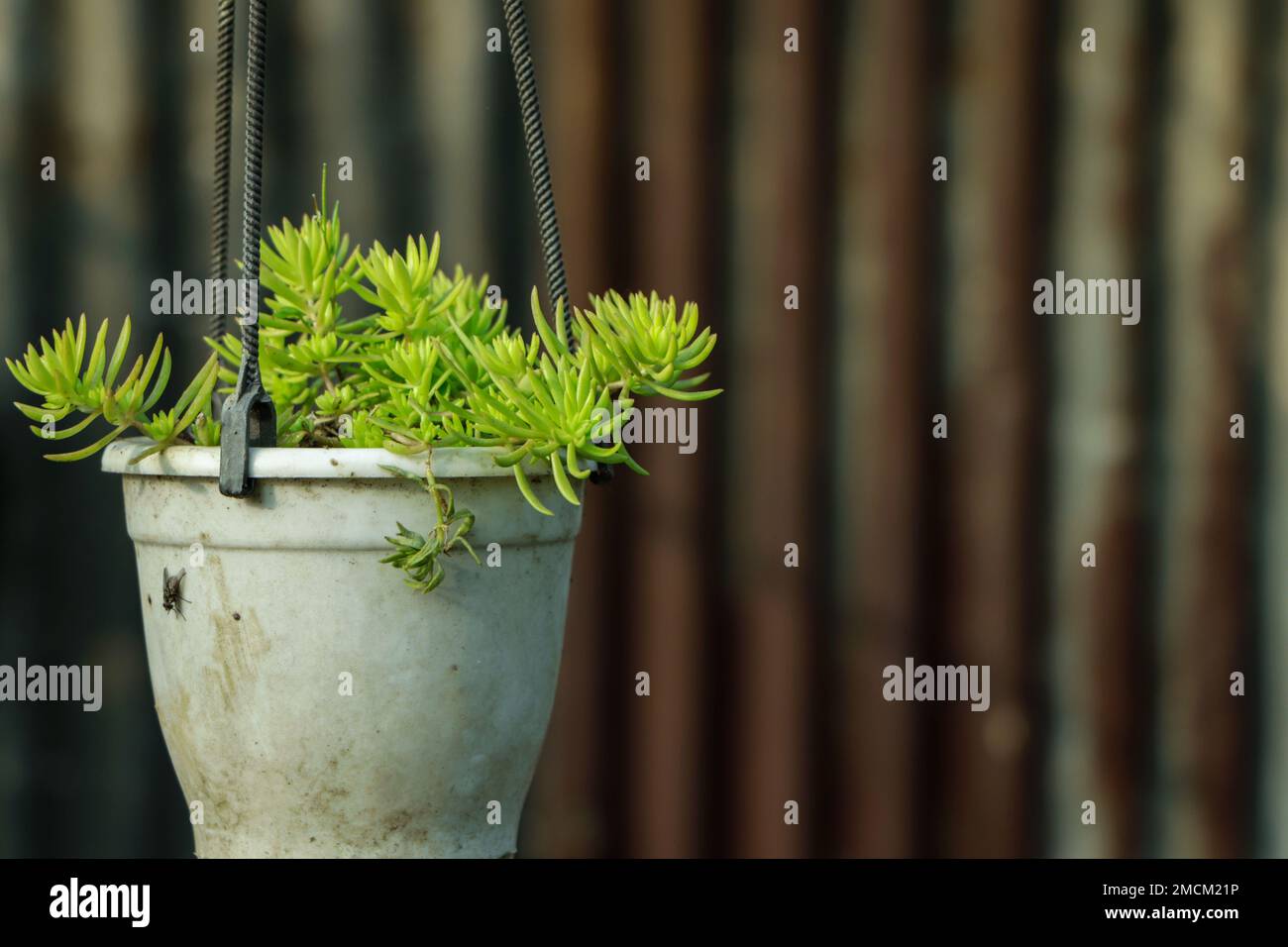 Sedum or Stonecrop plant in a plastic pot hanging on a garden Stock Photo