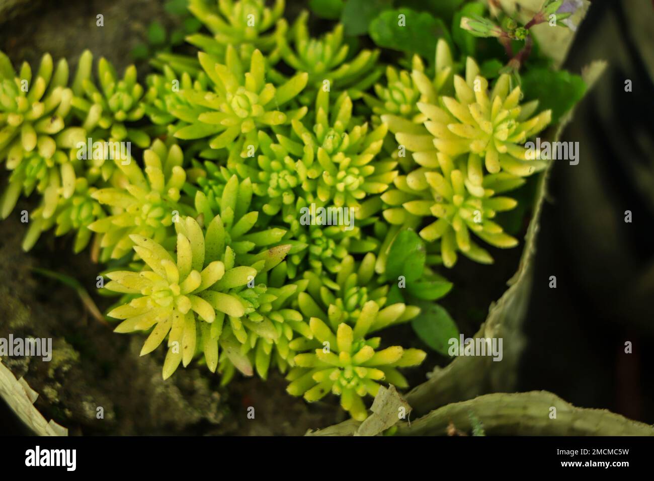 shoots of Sedum album 'Coral Carpet', also known as White Stonecrop, in close-up Stock Photo