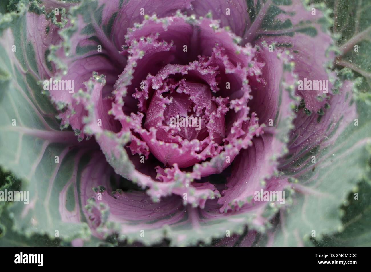 Colored leaves of ornamental cabbage. Crimson decorative cabbage ...
