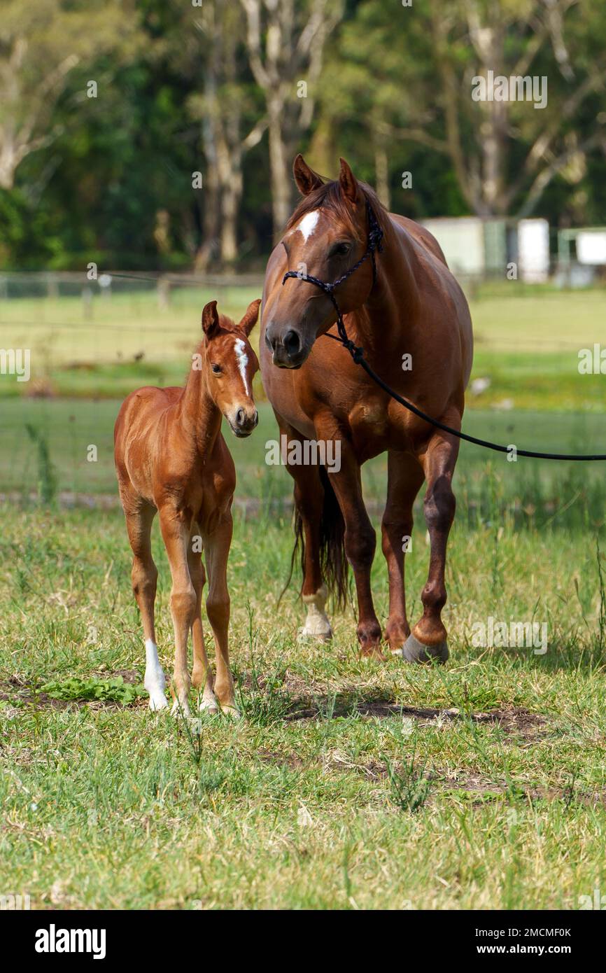 Chestnut coloured Quarter Horse mare and young foal facing the camera. Stock Photo