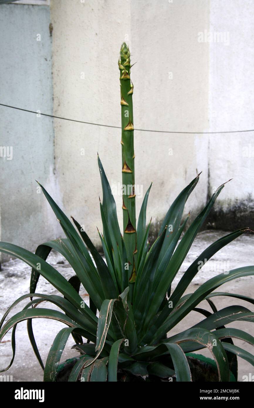 Desert agave (Agave deserti) with underdeveloped flower spike : (pix Sanjiv Shukla) Stock Photo