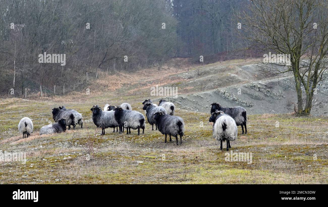 A herd of German Grey Heath sheep. The German name of this breed is Heidschnucke. This is a Northern European short-tailed sheep with grey hair, black Stock Photo