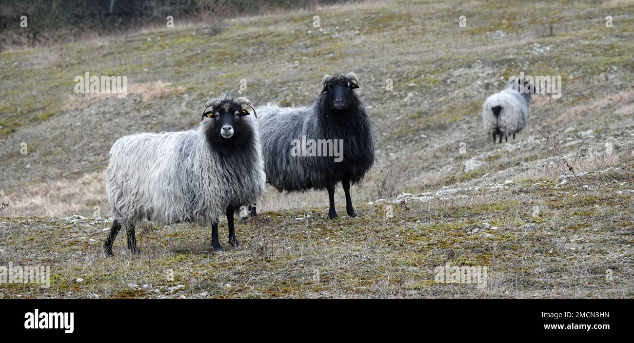 Three German Grey Heath sheep. The German name of this breed is Heidschnucke. This is a Northern European short-tailed sheep with grey hair, black leg Stock Photo