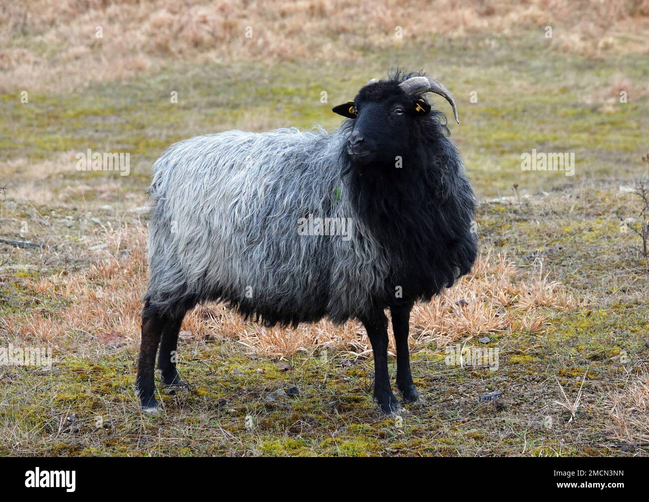 German Grey Heath sheep stands in a wild environment. The German name of this breed is Heidschnucke. This is a Northern European short-tailed sheep wi Stock Photo