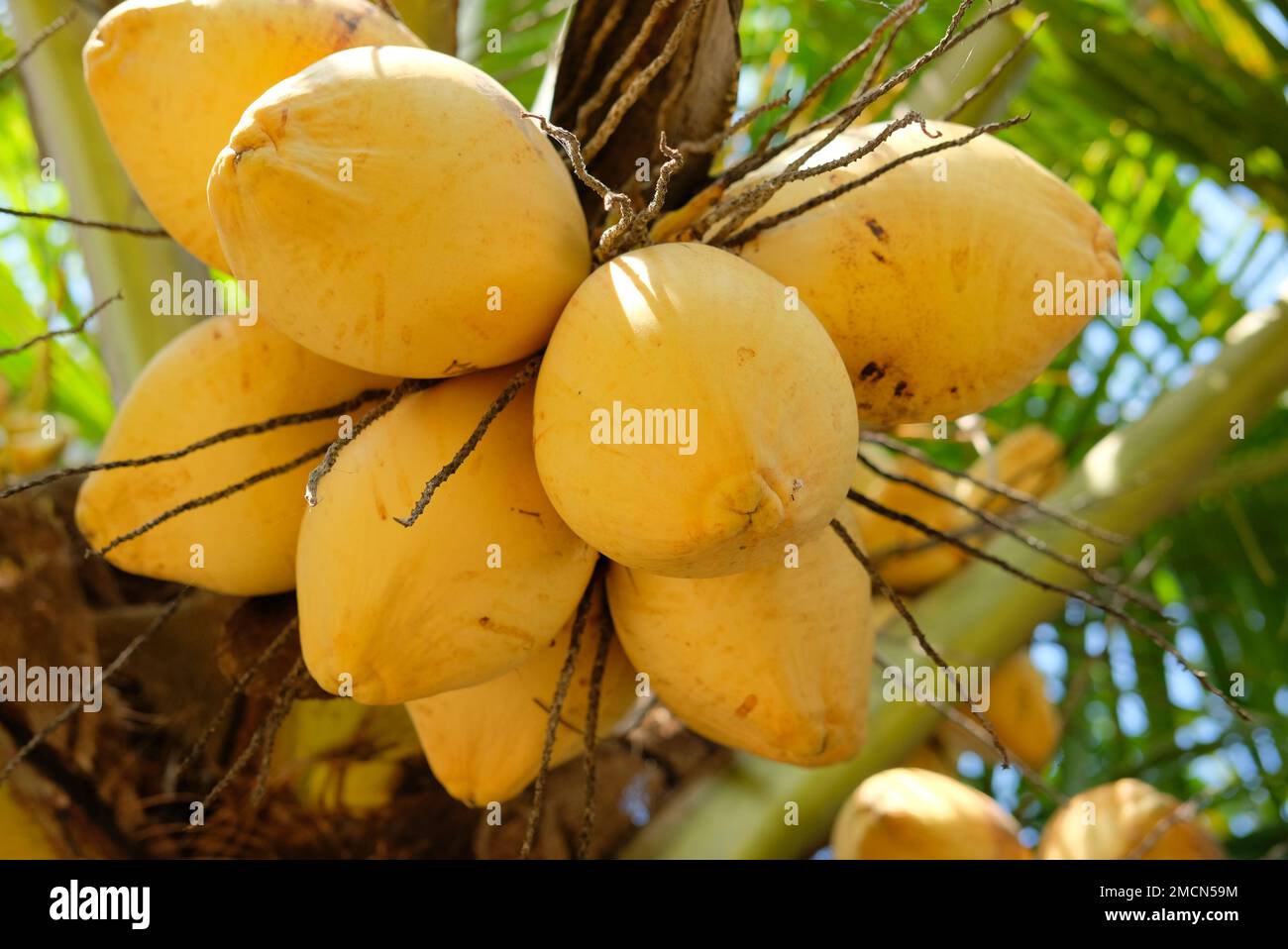 Yellow coconuts on a coconut tree. Fresh green yellowish coconut on the