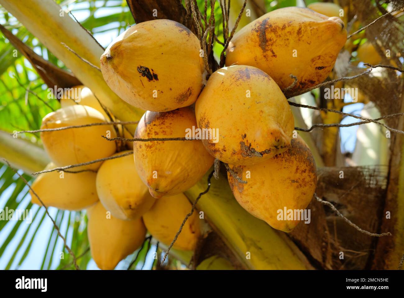 Yellow coconuts on a coconut tree. Fresh green yellowish coconut on the