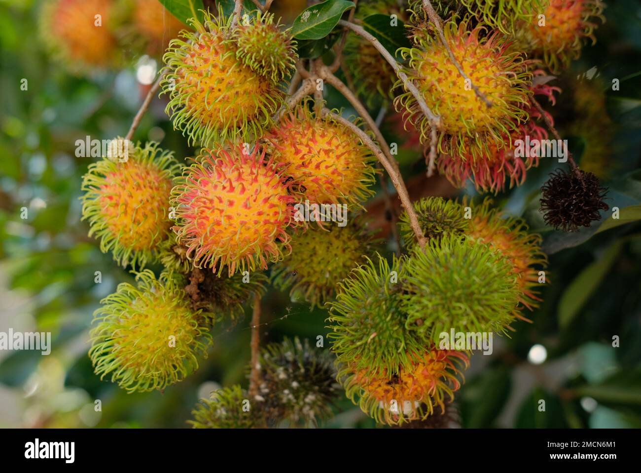 The red rambutan is on the rambutan tree. Rambutan on the tree in the