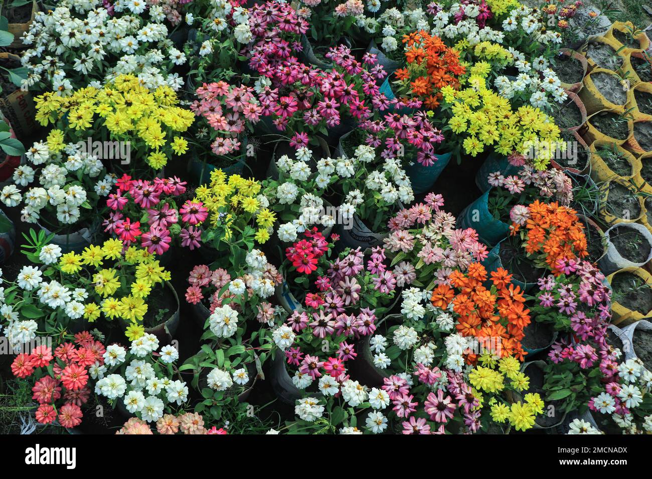 Beautiful colorful zinnia elegans flowers,Red, pink, orange, white and yellow flowers blossom in the park Stock Photo