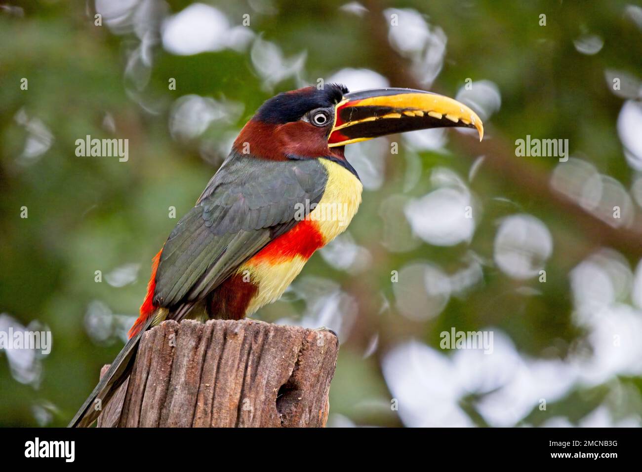 Chestnut eared Aracari Pteroglossus Castanotis Perched Pouso Alegre Chestnut eared Aracari Pteroglossus Castanotis Perched Pouso Alegre