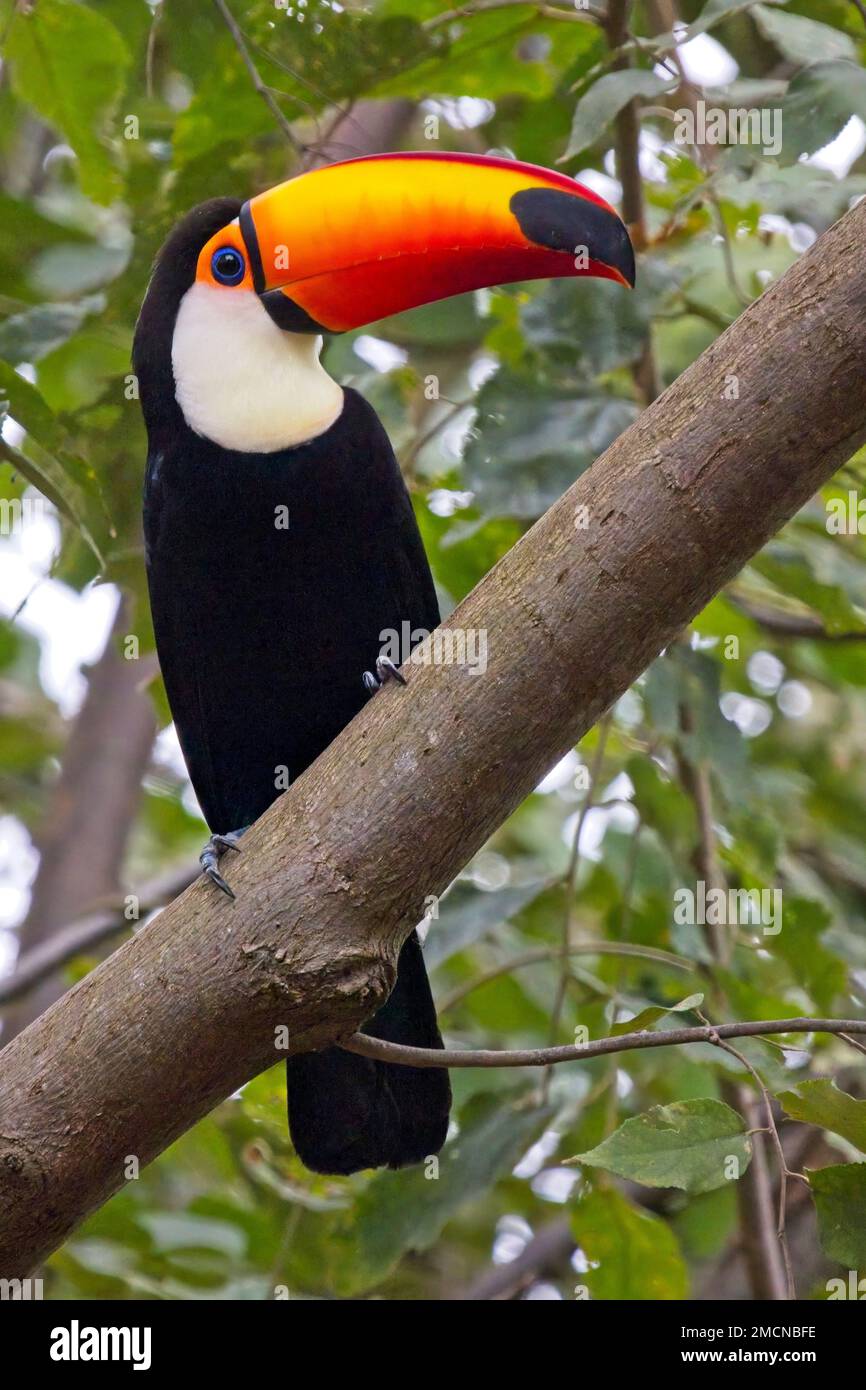 Toco Toucan, (Ramphastos toco), perched in a tree, Pouso Alegre, Mato Grosso, Brazil. Stock Photo