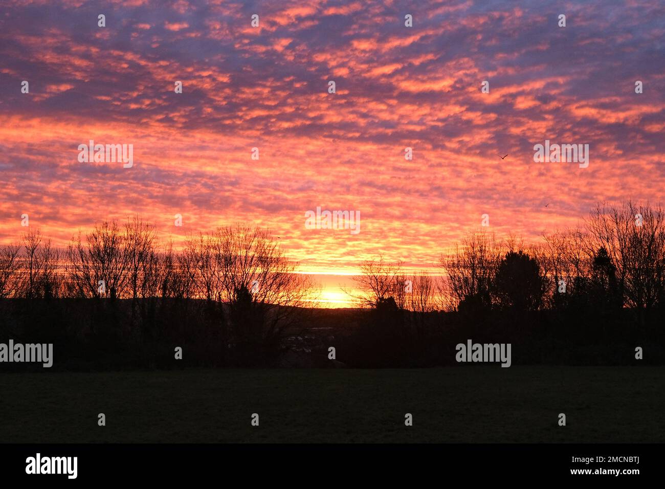 Wadebridge, Cornwall, UK. 22nd January 2023. UK Weather. It was a mild start to the day with a fiery sky at sunrise for Dennis the pugs early morning walk. Credit Simon Maycock / Alamy Live News. Stock Photo