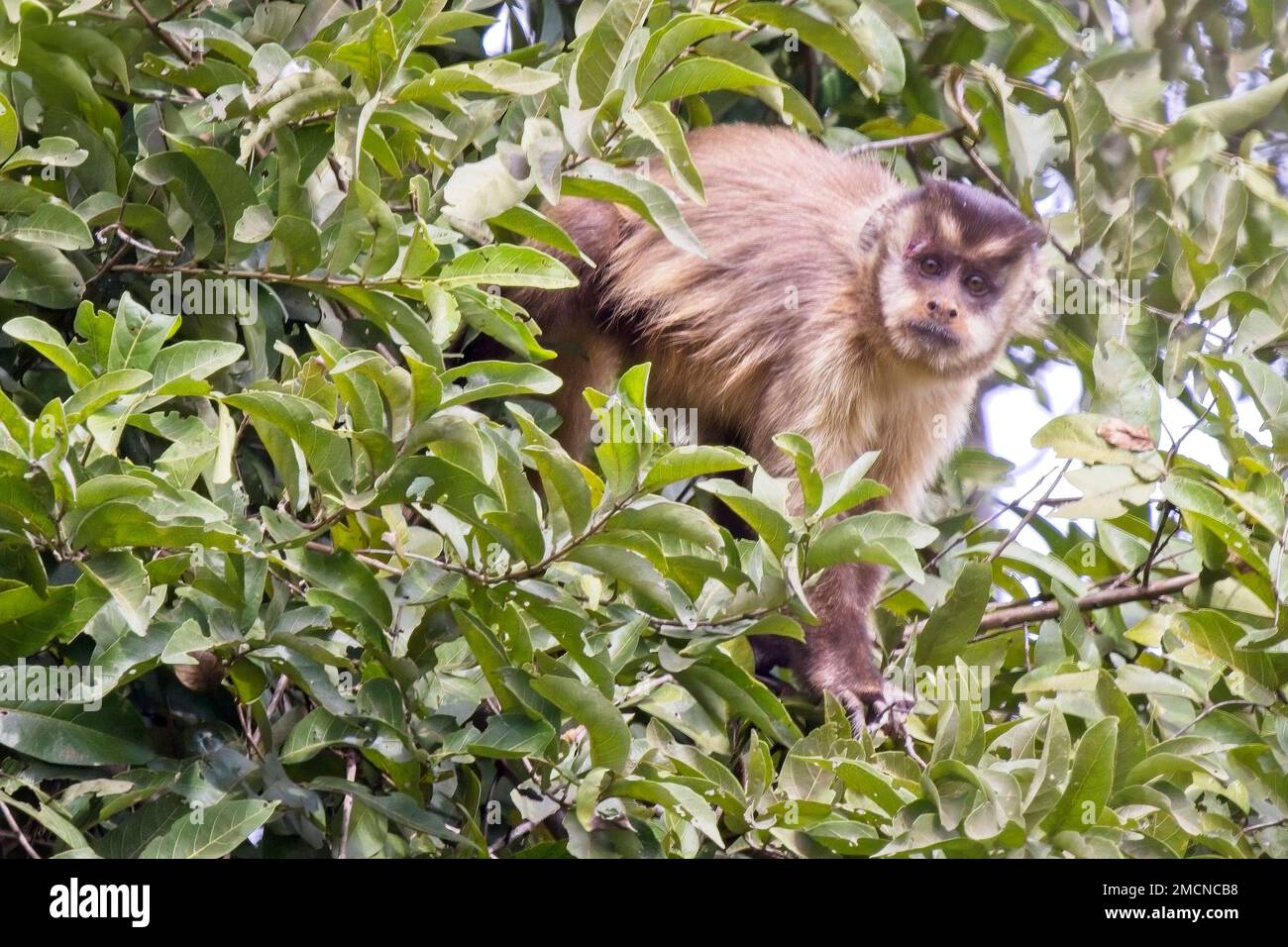 Tufted Capuchin (Sapajus apella), in a tree, Pouso Alegre, Mato Grosso, Brazil. Stock Photo