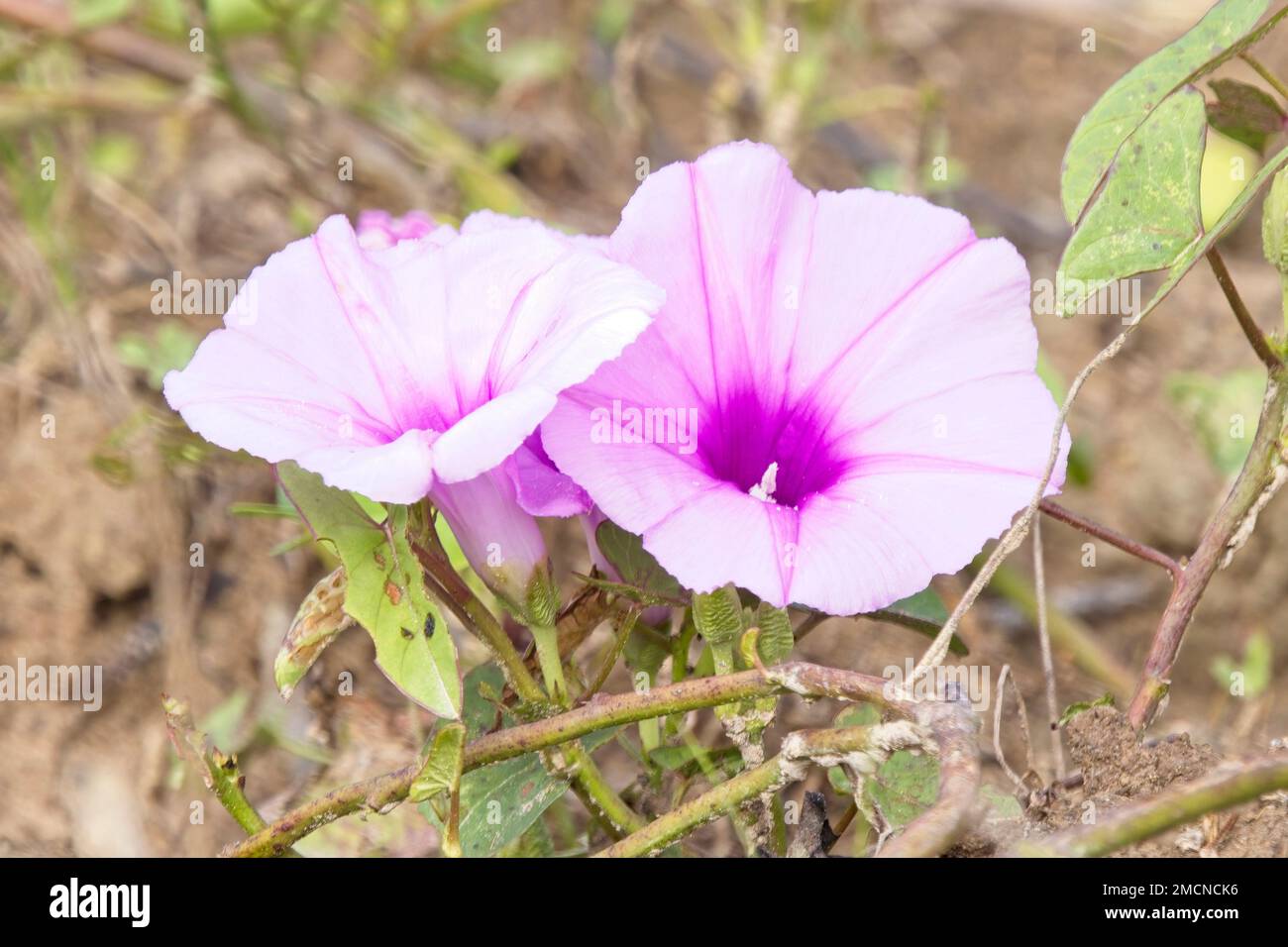 Pink Morning Glory flowers (Ipomoea carnea), Pouso Alegre, Mato Grosso, Brazil. Stock Photo
