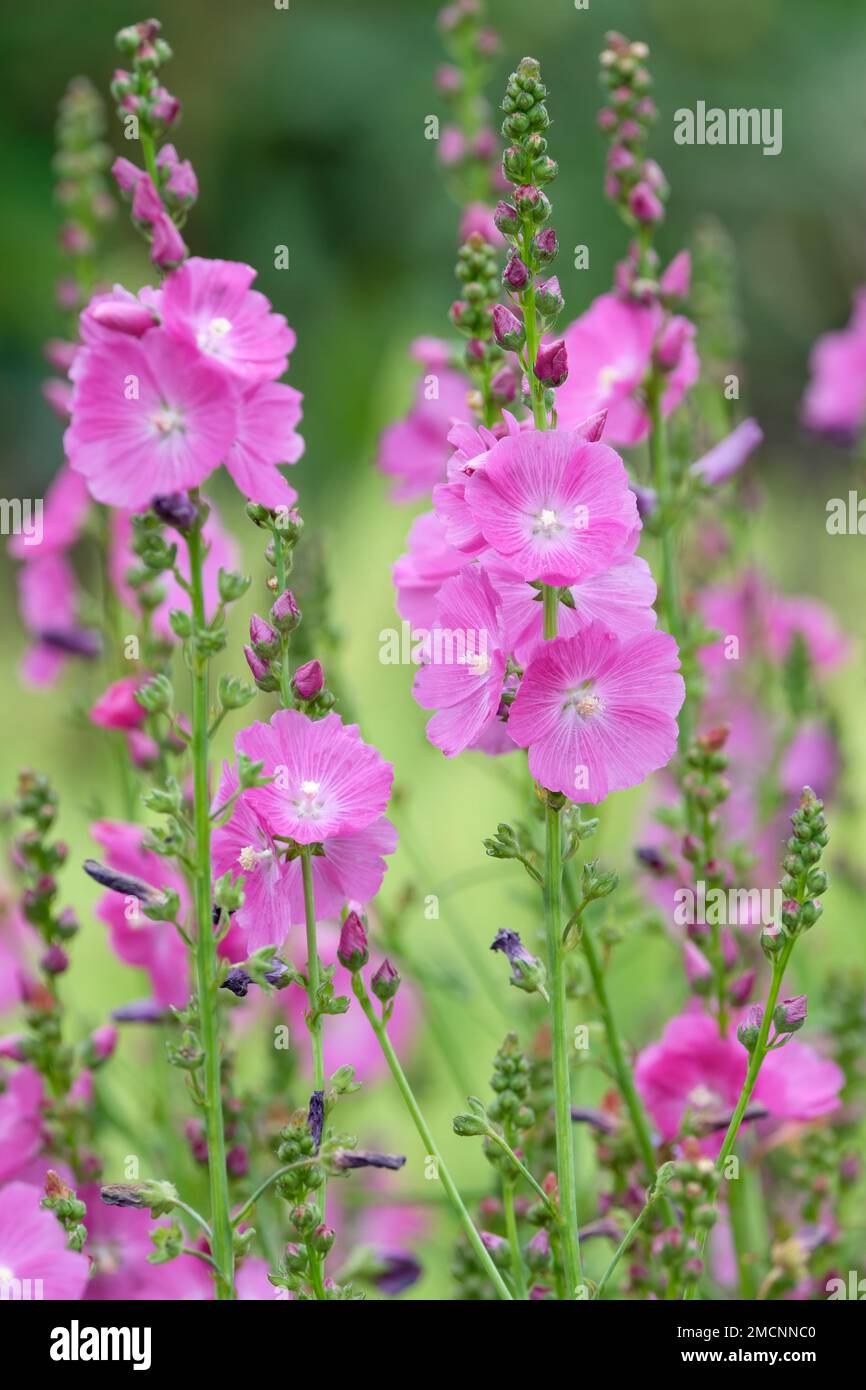 Sidalcea Purpetta, Prairie mallow, Checkerbloom Greek, miniature hollyhock, false mallow, wild hollyhock, sidalcea malviflora Stock Photo