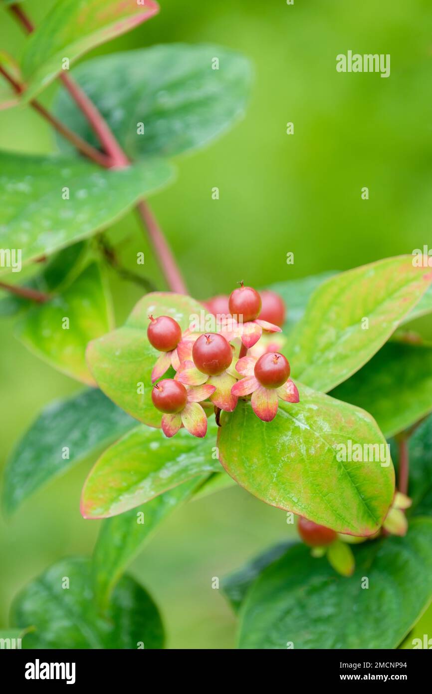 Hypericum androsaemum, tutsan, sweet amber, Androsaemum officinale, deciduous shrub with berry-like fruits that mature from red to black Stock Photo