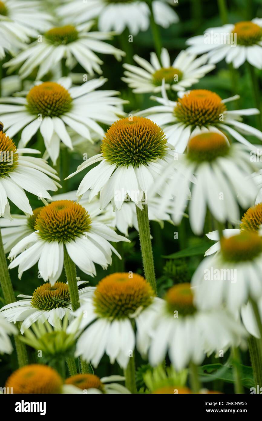 Echinacea purpurea White Swan, purple coneflower White Swan, perennial of upright growth, with solitary, white flower-heads with dull yellow central d Stock Photo