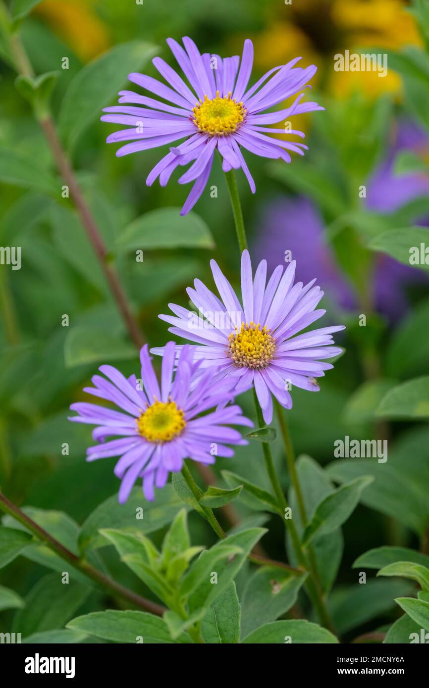 Aster × frikartii Mönch, aster Mönch, Aster amellus Mönch, Aster Mönch, perennial with yellow to orange-centred, lavender-blue daisies Stock Photo