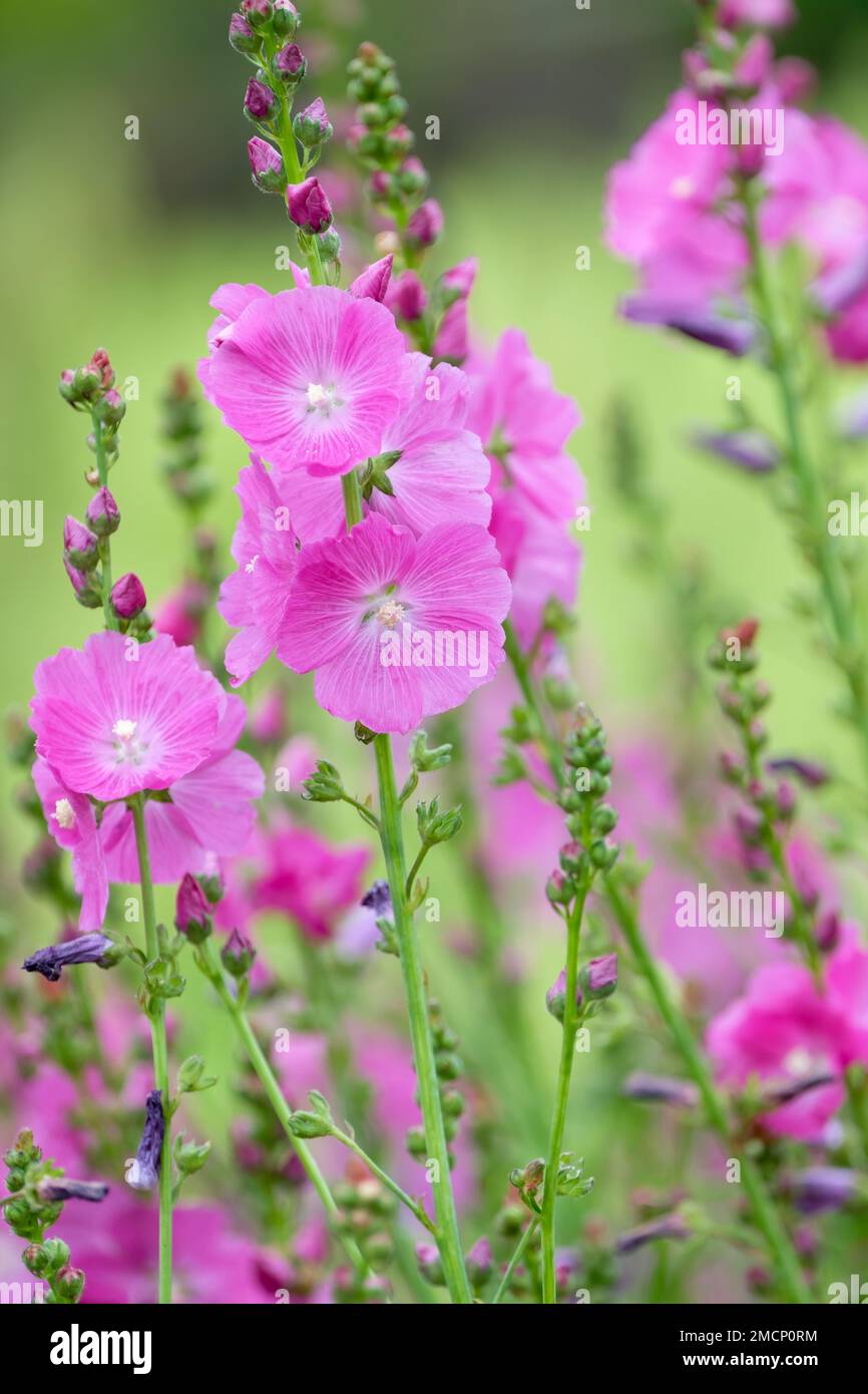 Sidalcea Purpetta, Prairie mallow, Checkerbloom Greek, Checker bloom, miniature hollyhock, false mallow, wild hollyhock, dwarf checkerbloom, sidalcea Stock Photo