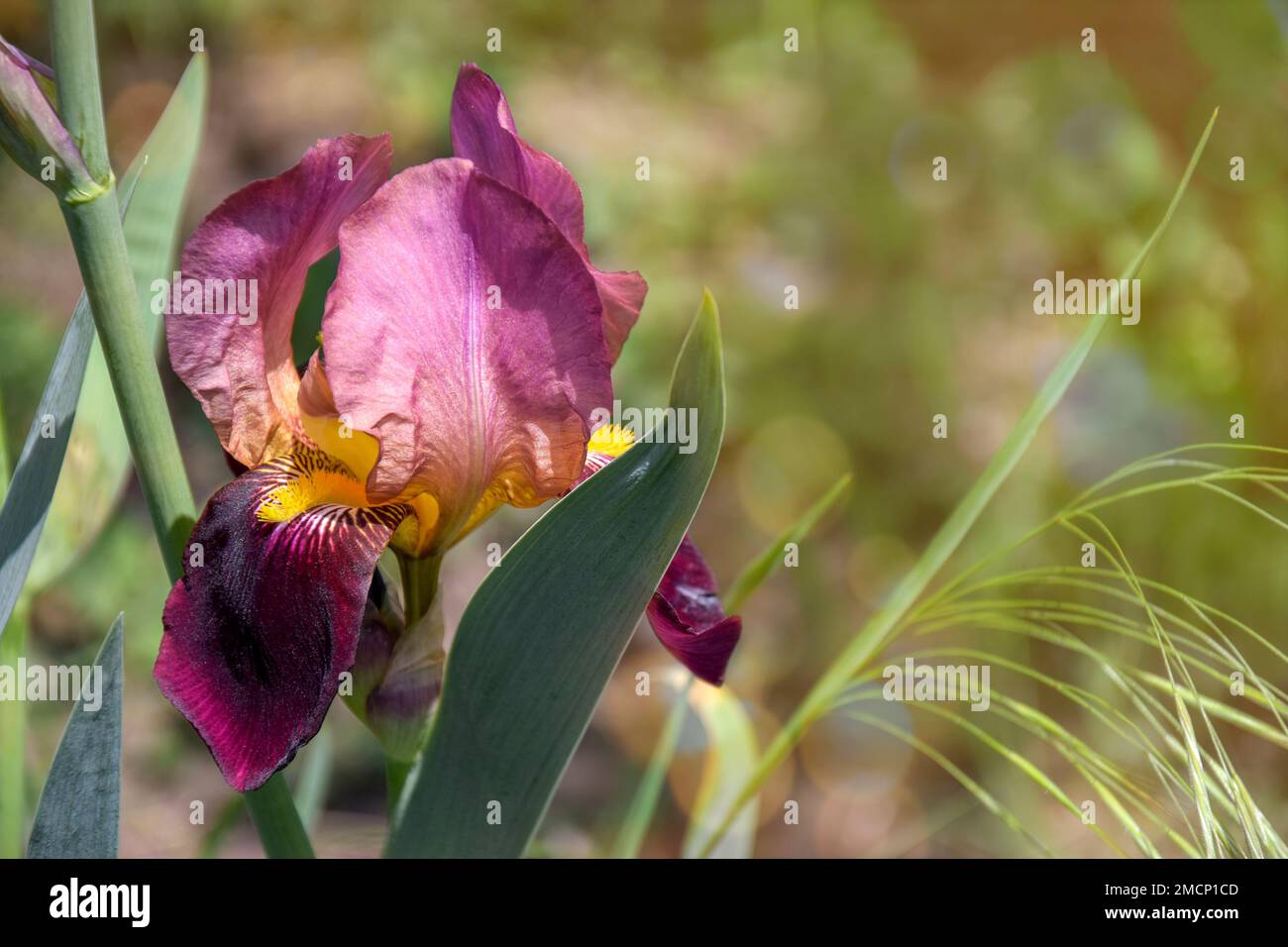 Unusual burgundy Iris flower (Iridaceae family) in garden on green blurred background. Close-up. Selective focus. Beauty in nature. Copy space. Stock Photo