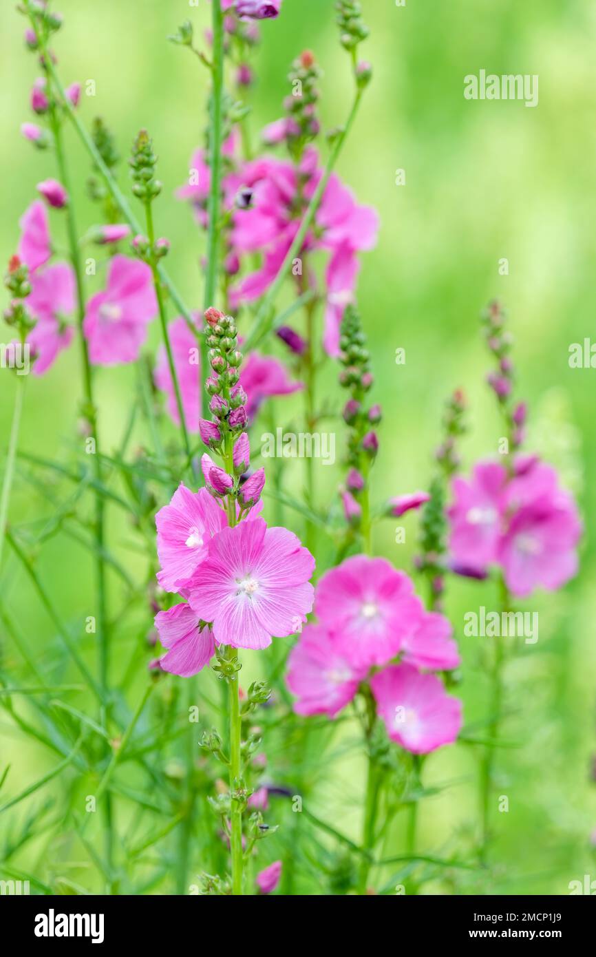 Sidalcea Purpetta, Prairie mallow, Checkerbloom Greek, Checker bloom, miniature hollyhock, false mallow, wild hollyhock, dwarf checkerbloom, sidalcea Stock Photo