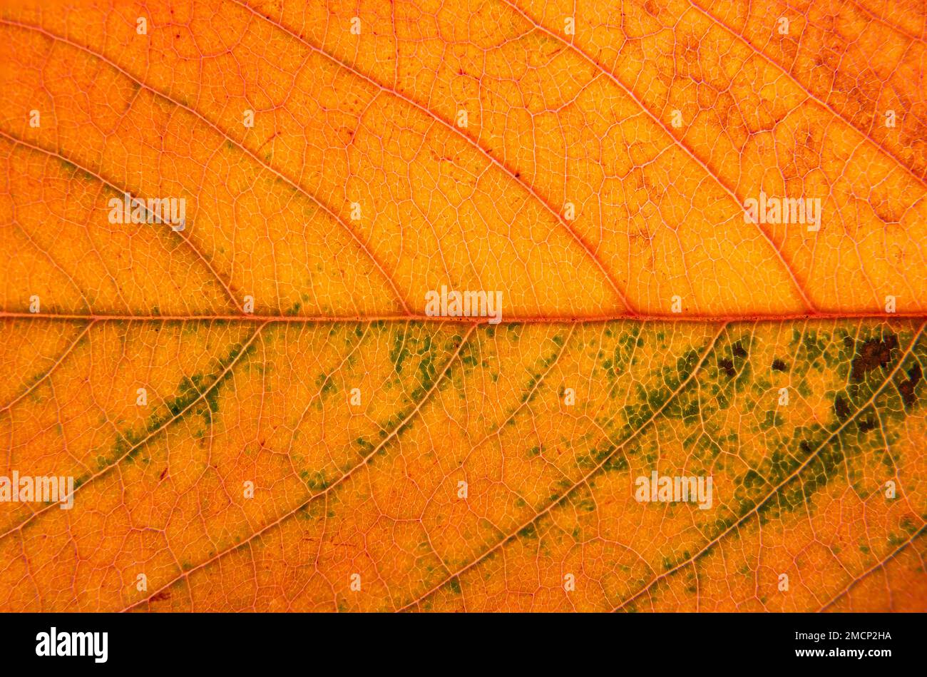 Orange and brown leaf hi-res stock photography and images - Alamy