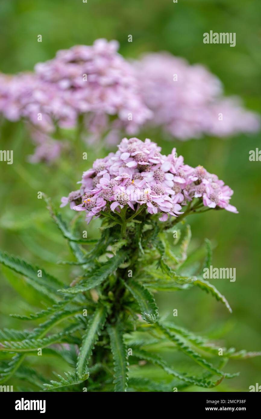 Achillea alpina pulchra, alpine yarrow, Chinese yarrow or Siberian yarrow, perennial herb with white to pale violet flowers Stock Photo