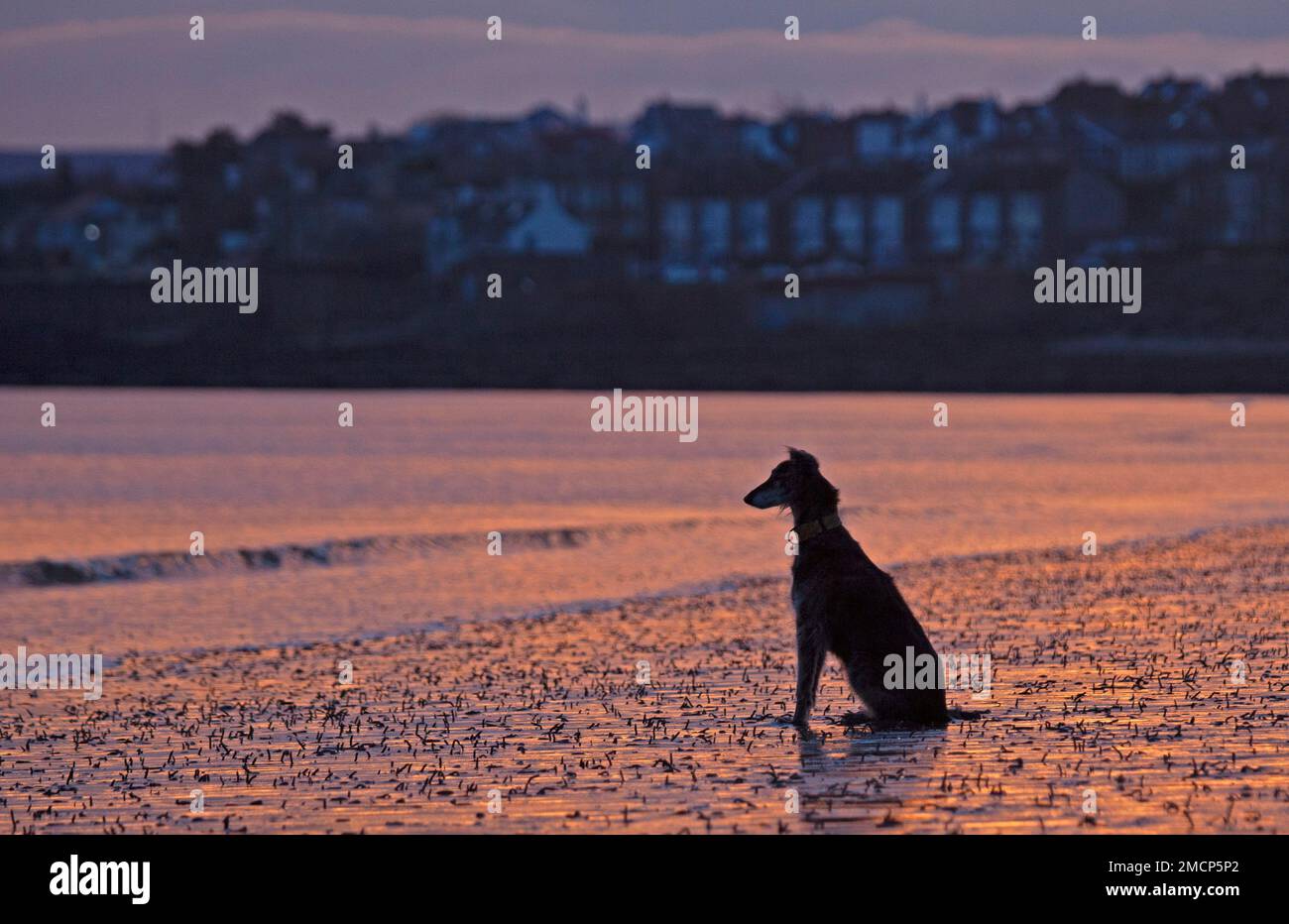 Portobello, Edinburgh, Scotland, UK. 22 January 2023. Fiery sunrise by the Firth of Forth with a slighlty milder but still nippy temperature of 5 degrees centigrade for those out and about at the seaside. Pictured: Lucy the cross breed waits paitiently among the lugworms for her owner to head to the shore from her cold water swim. Credit: Scottishcreative/alamy live news. Stock Photo