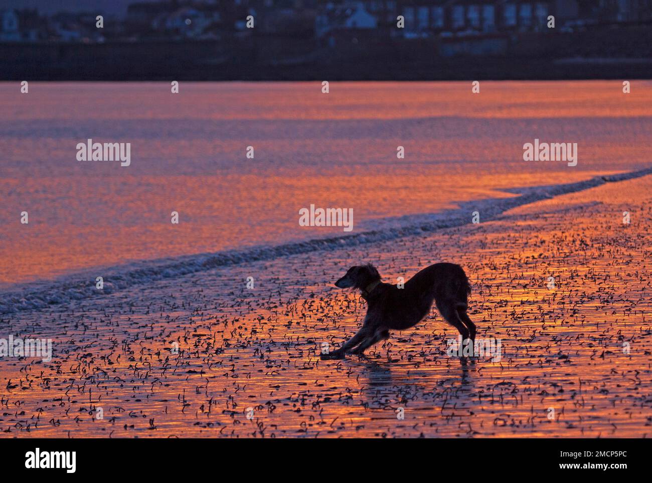 Portobello, Edinburgh, Scotland, UK. 22 January 2023. Fiery sunrise by the Firth of Forth with a slighlty milder but still nippy temperature of 5 degrees centigrade for those out and about at the seaside. Pictured: Lucy the cross breed waits paitiently among the lugworms for her owner to head to the shore from her cold water swim. Credit: Scottishcreative/alamy live news. Stock Photo