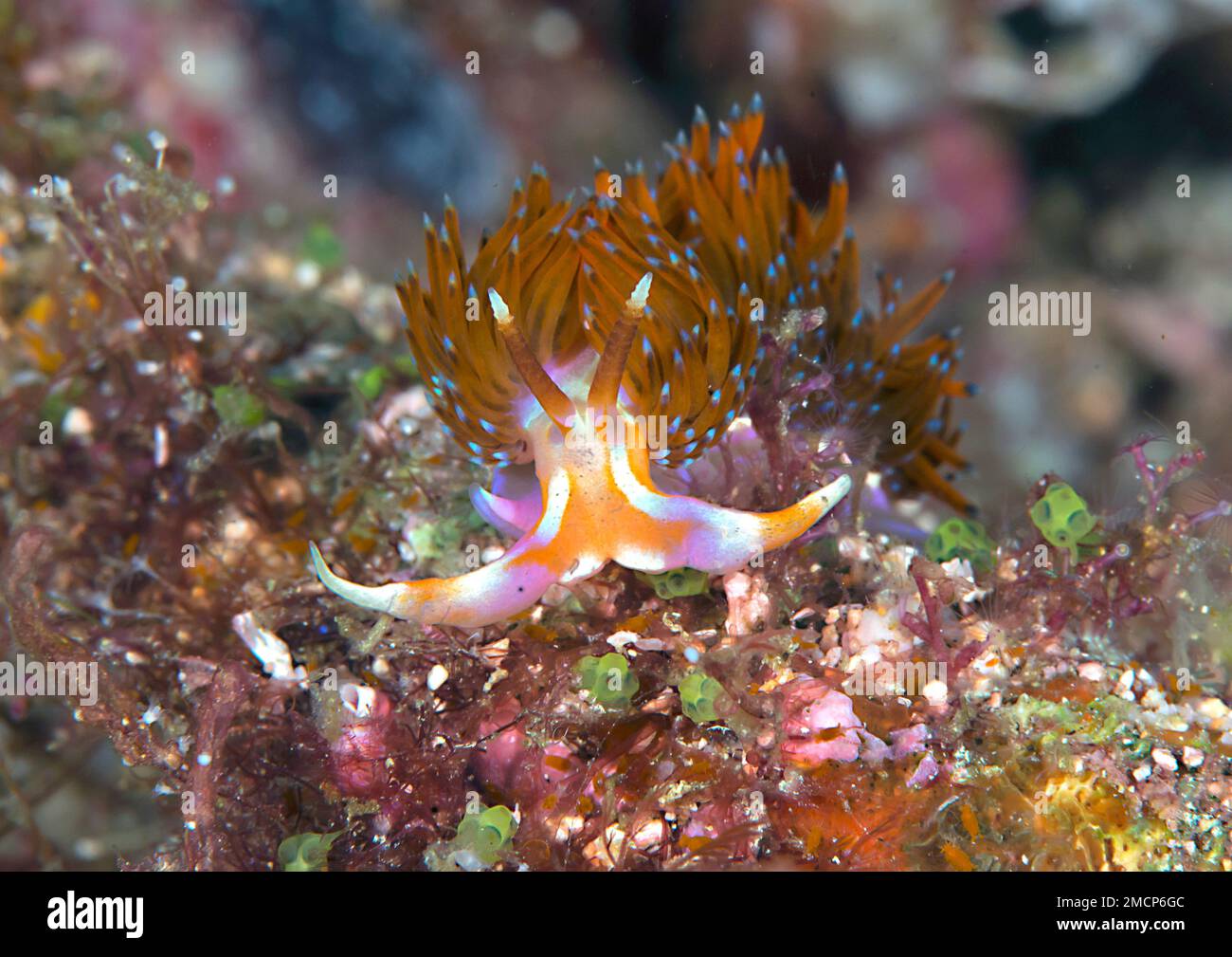 Four colour godiva , Godiva quadricolor crawls on corals of Bali Stock Photo