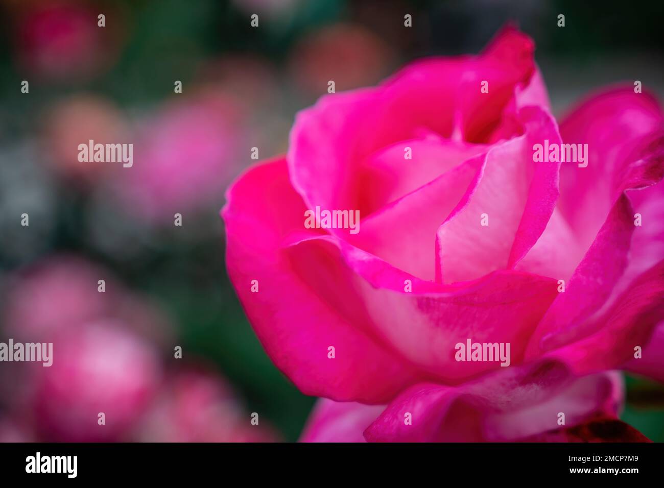 Pink Rose and Rosebuds in Garden, Close Up, Selective Focus. Rose blooms on a background of green leaves. Summer flower. Natural background. Stock Photo