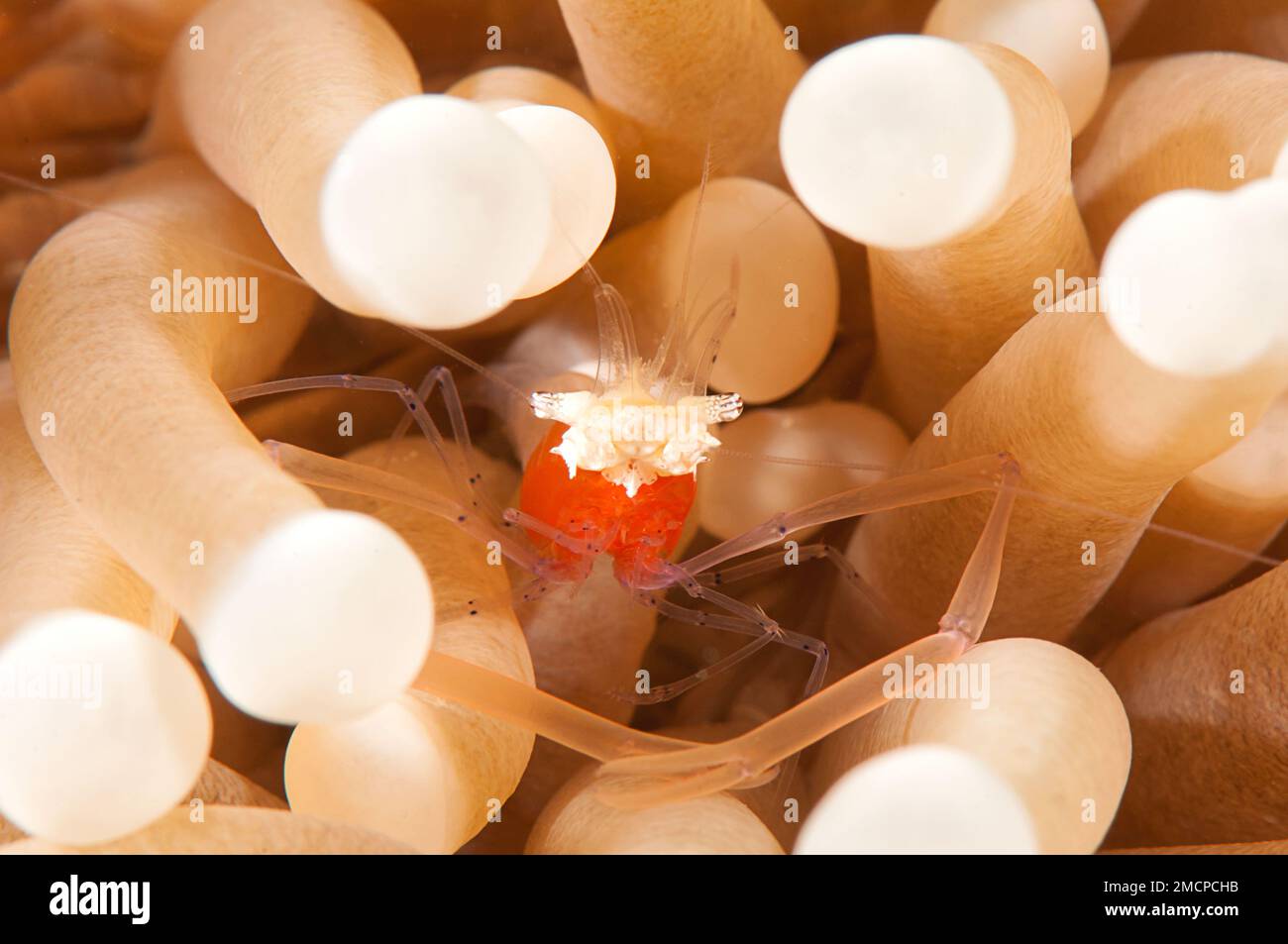 Mushroom coral shrimp ( Periclimenes kororensis ) resting in sea anemone tentacle of Bali, Indonesia Stock Photo